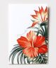 WH HIBISCUS